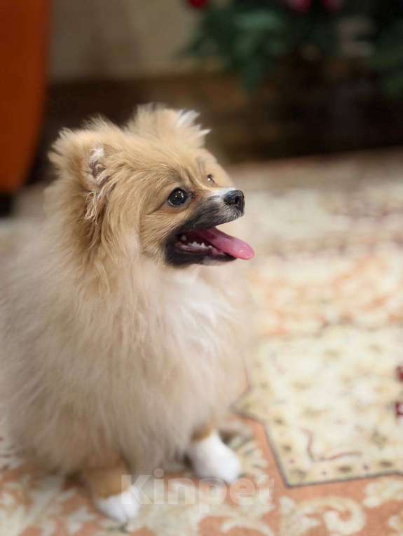 Собаки в Москве: Немецкий шпиц (девочка) Девочка, 1 руб. - фото 3