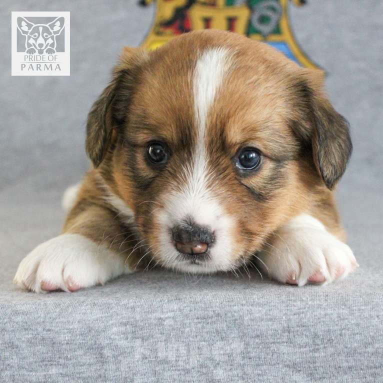 Собаки в Перми: Щенки вельш корги кардиган Девочка, 55 000 руб. - фото 3