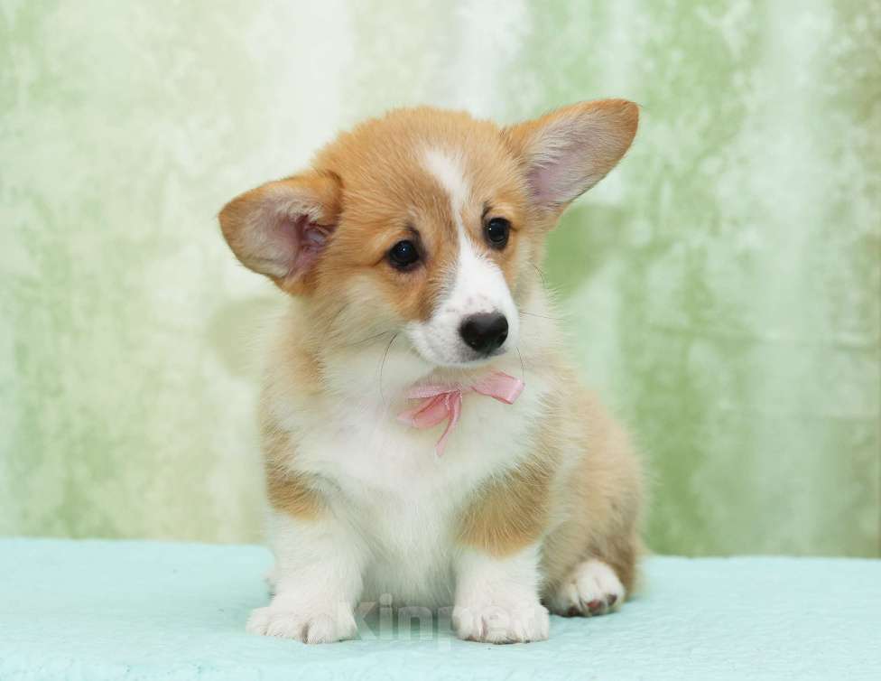 Собаки в Москве: Альмаре Феа Баркарола Девочка, 80 000 руб. - фото 1