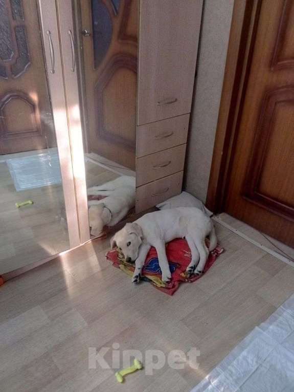 Собаки в Курске: Лабрадор Девочка, 10 000 руб. - фото 1