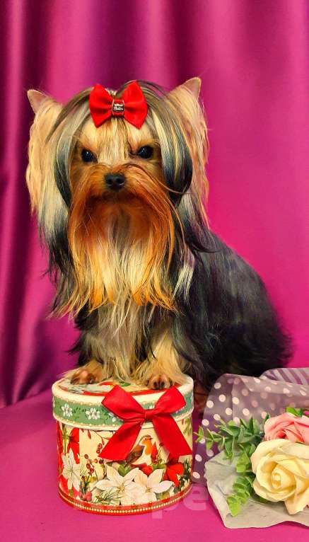 Собаки в Москве: МАЛЬЧИКИ-КРАСАВЧИКИ РКФ Мальчик, Бесплатно - фото 4