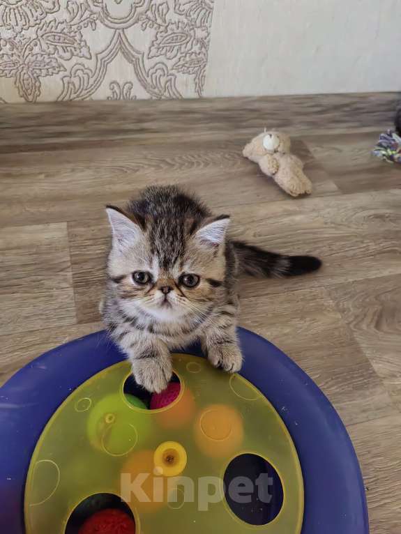 Кошки в Нижнем Новгороде: Котики_Экзотики Девочка, 12 000 руб. - фото 2