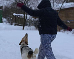 Собаки в Красногорске: Ищу дом для доброго пёсика!!! Мальчик, Бесплатно - фото 5