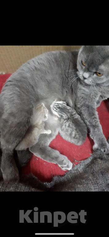 Кошки в Москве: Шотландская вислоухая  Девочка, 5 000 руб. - фото 5