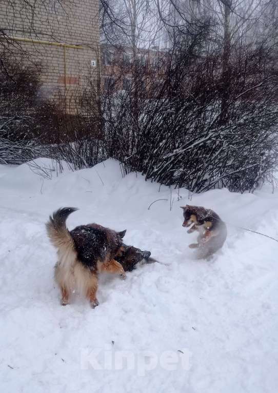 Собаки в Можайске: Шоколадный коротколапый щенок Девочка, Бесплатно - фото 3