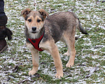 Собаки в Москве: Малышка Нюша очень ждет своего родного ЧЕЛОВЕКА. Девочка, Бесплатно - фото 9