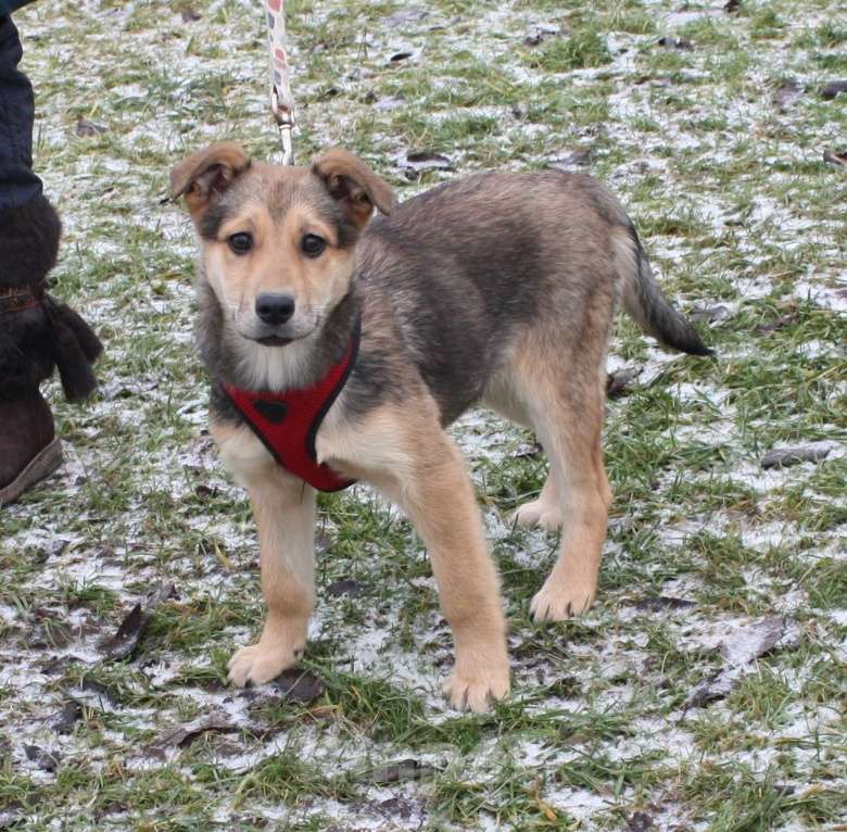 Собаки в Москве: Малышка Нюша очень ждет своего родного ЧЕЛОВЕКА. Девочка, Бесплатно - фото 9