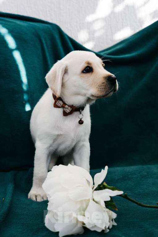 Собаки в Москве: Лабрадор-ретривер, щенок Девочка, Бесплатно - фото 7