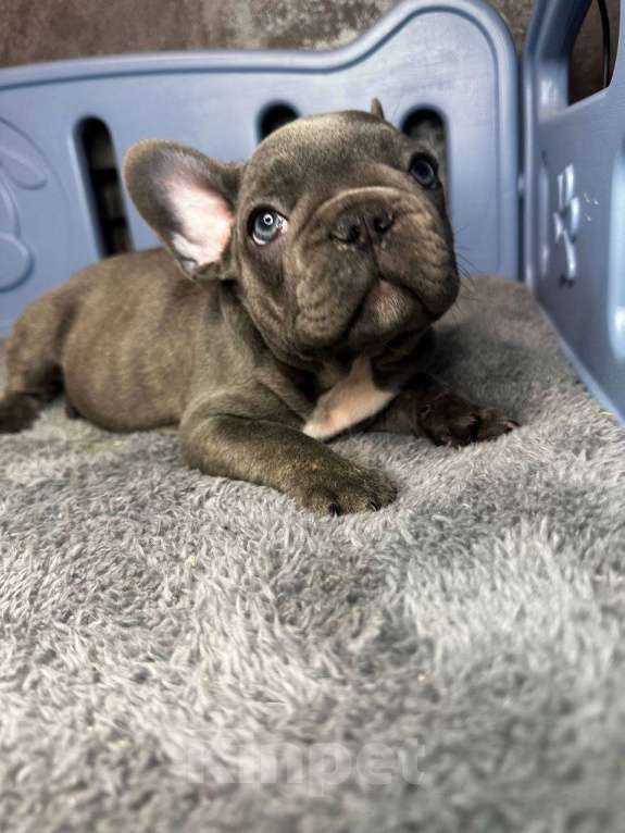 Собаки в Химках: Французский бульдог щенки Мальчик, 60 000 руб. - фото 6