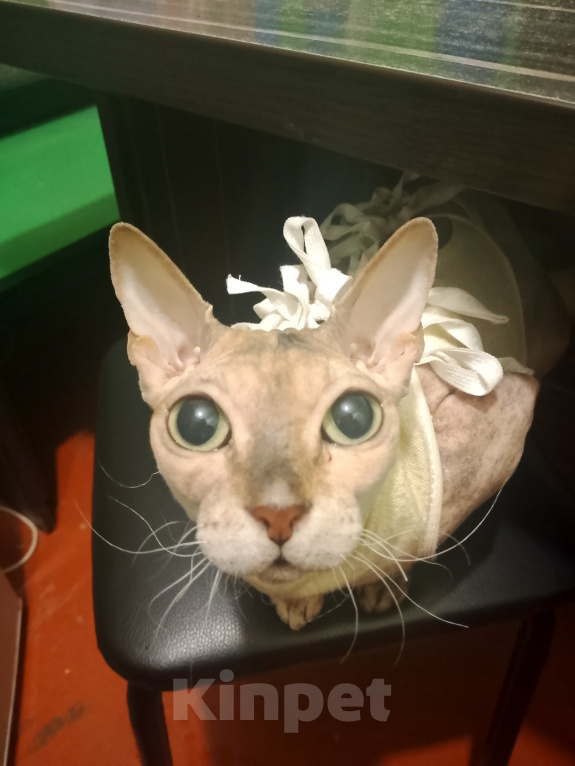 Кошки в Новоалтайске: Кошка Мани ищет любящего хозяина ❤️ Девочка, Бесплатно - фото 2