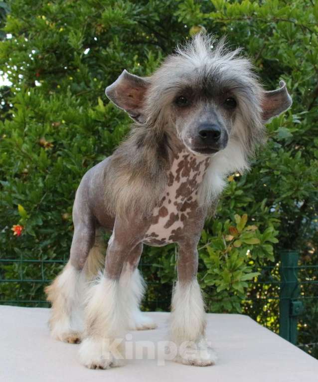 Собаки в Феодосии: Голая девочка китайской хохлатой собачки Девочка, Бесплатно - фото 5