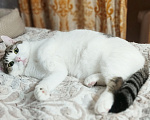 Кошки в Калуге: Кошка в добрые руки Девочка, Бесплатно - фото 2