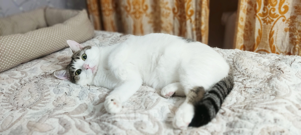 Кошки в Калуге: Кошка в добрые руки Девочка, Бесплатно - фото 2