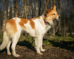 Собаки в Москве: Ищет дом рыже-беленькая красотка и умняша - Цири! Девочка, Бесплатно - фото 2