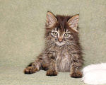 Кошки в Колпашево: Маленький пушистый котенок в добрые руки, 100 руб. - фото 5