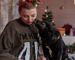 Собаки в Москве: Спокойная малышка Гера в дар Девочка, Бесплатно - фото 4