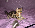 Кошки в Рязани: котенок шотландский Мальчик, 7 000 руб. - фото 3