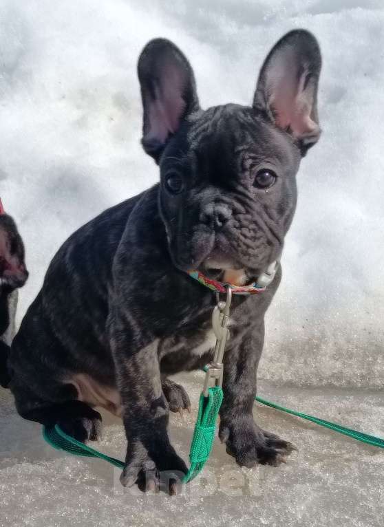 Собаки в Москве: Джеф мальчик тигровый Мальчик, 45 000 руб. - фото 2