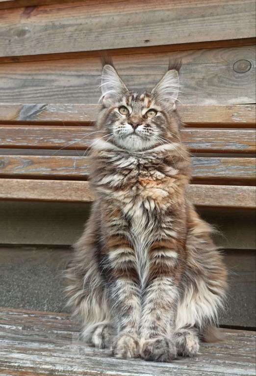 Кошки в Москве: Котенок породы мейн-кун  Девочка, 70 000 руб. - фото 2