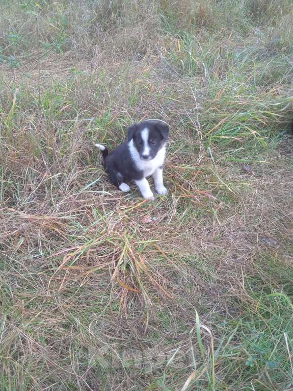 Собаки в Липецке: Очаровательные щенки  Девочка, Бесплатно - фото 8