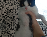 Кошки в Улане-Удэ: Котята в добрые руки Разнополые, Бесплатно - фото 3