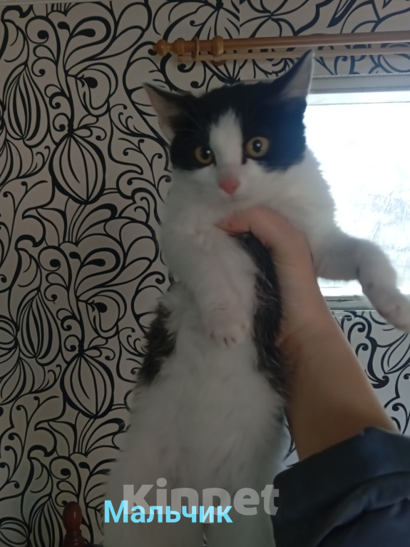 Кошки в Улане-Удэ: Котята в добрые руки Разнополые, Бесплатно - фото 3