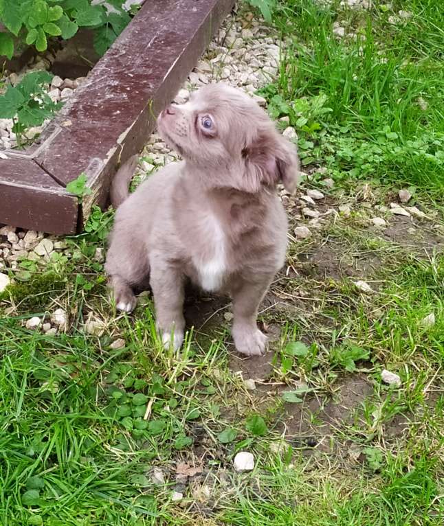 Собаки в Москве: Лиловая дш девочка чихуахуа  Девочка, 60 000 руб. - фото 9