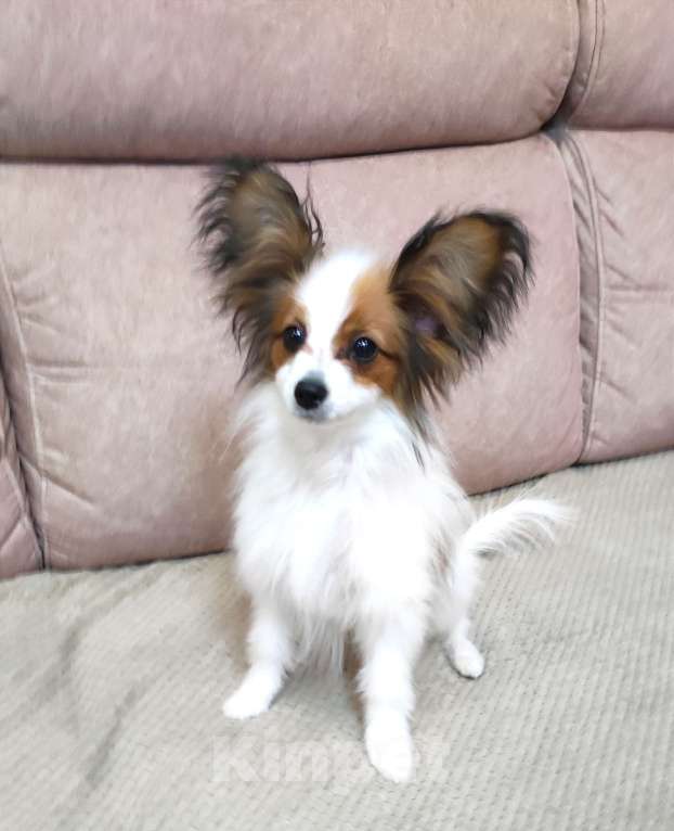 Собаки в Москве: Щенок 5 месяцев Мальчик, Бесплатно - фото 2