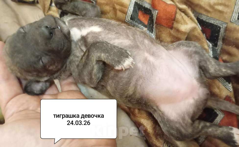 Собаки в других городах Московской области: Американский питбультерьер . Девочка Девочка, 40 000 руб. - фото 3