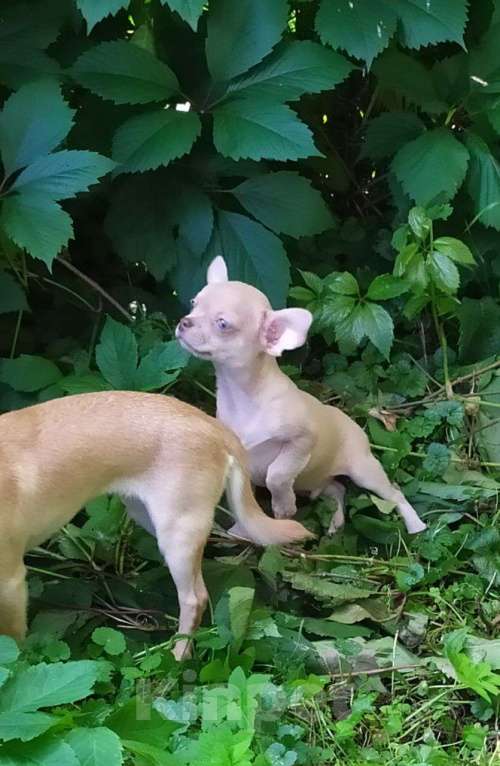 Собаки в Москве: лиловый мальчик симпатичный Мальчик, 45 000 руб. - фото 5