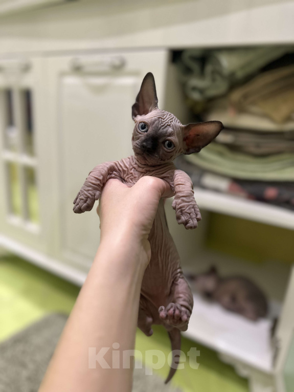 Кошки в Рязани: Канадский сфинкс бамбино Мальчик, 35 000 руб. - фото 2