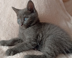 Кошки в Краснодаре: Котята в добрые руки Мальчик, Бесплатно - фото 8