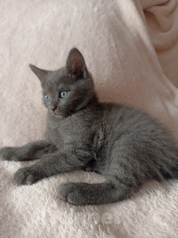 Кошки в Краснодаре: Котята в добрые руки Мальчик, Бесплатно - фото 8