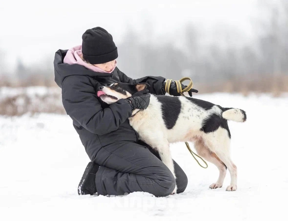 Собаки в Раменском: Собака целовака Локи ищет дом ???? Мальчик, Бесплатно - фото 4
