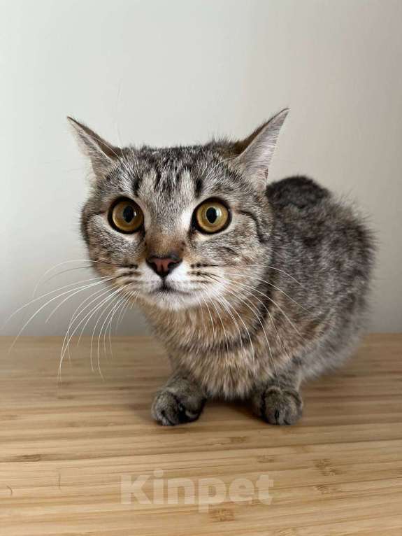 Кошки в Москве: Самая классная кошка и точка Девочка, Бесплатно - фото 3