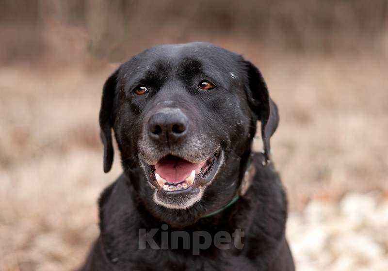 Собаки в Москве: Черный лабрадор Лорейн в добрые руки Девочка, Бесплатно - фото 5