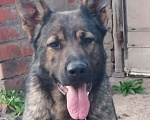 Собаки в Керчи: Щенки немецкой овчарки  Девочка, 70 000 руб. - фото 3