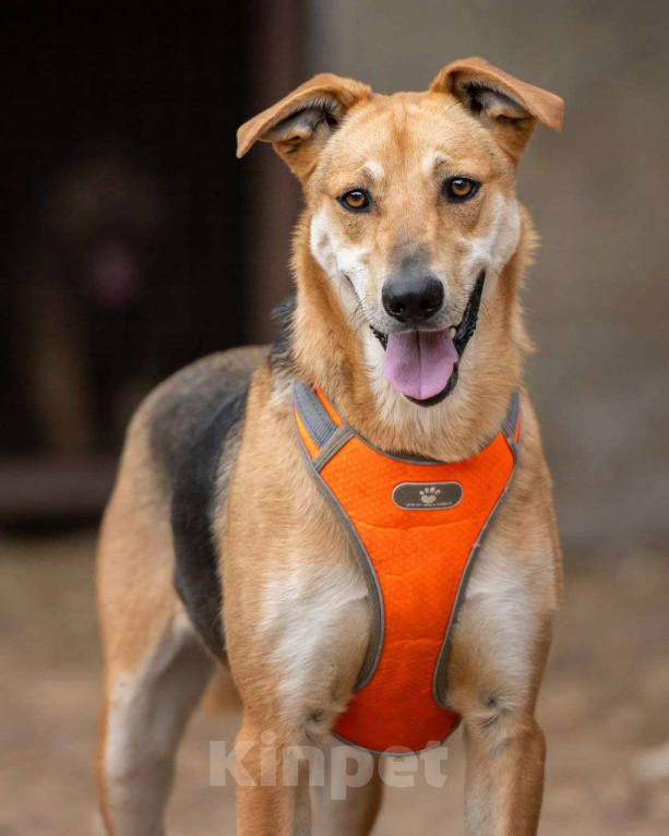 Собаки в Москве: Роналдо ищет свой дом  Мальчик, Бесплатно - фото 1
