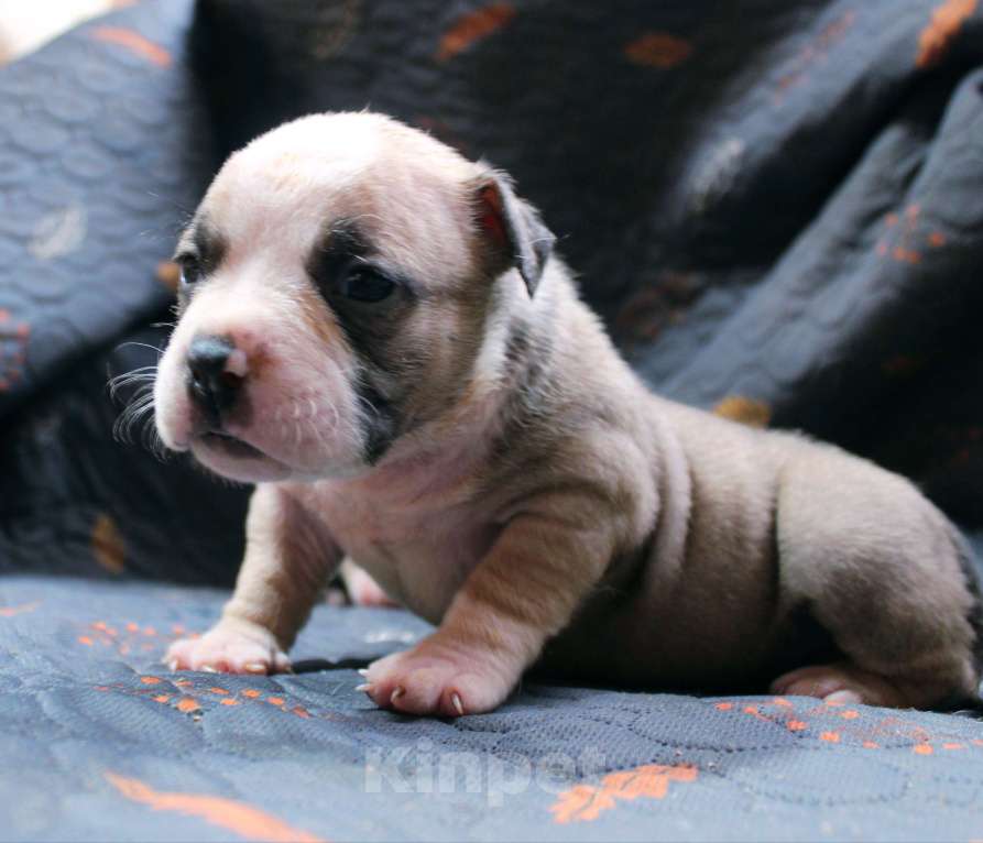 Собаки в Москве: Мальчики и девочки американский булли Разнополые, 70 000 руб. - фото 7