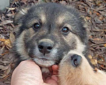 Собаки в Москве: Чудесные маленькие щенки-девочки в добрые руки Девочка, 10 руб. - фото 6