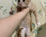 Кошки в Сосновом Бору: Котенок Персей Мальчик, Бесплатно - фото 5