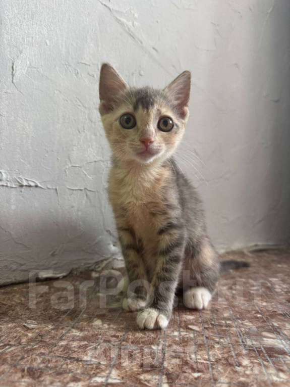 Кошки в Владивостоке: Отдадим котенка в добрые руки Девочка, Бесплатно - фото 3