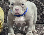 Собаки в Москве: Американский булли мальчик Мальчик, 90 000 руб. - фото 2