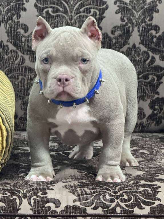 Собаки в Москве: Американский булли мальчик Мальчик, 90 000 руб. - фото 2