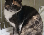 Кошки в Санкт-Петербурге: Торти ищет дом Девочка, Бесплатно - фото 3