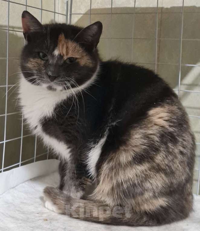 Кошки в Санкт-Петербурге: Торти ищет дом Девочка, Бесплатно - фото 3