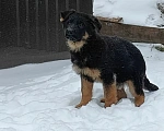 Собаки в Серове: Щенок немецкой овчарки Мальчик, Бесплатно - фото 6