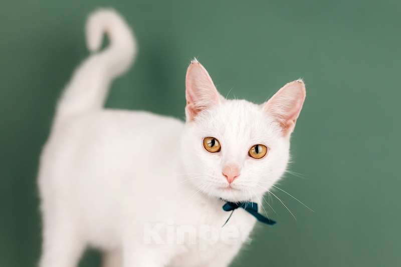 Кошки в Москве: Белый котенок Луна в добрые руки Девочка, 1 руб. - фото 8