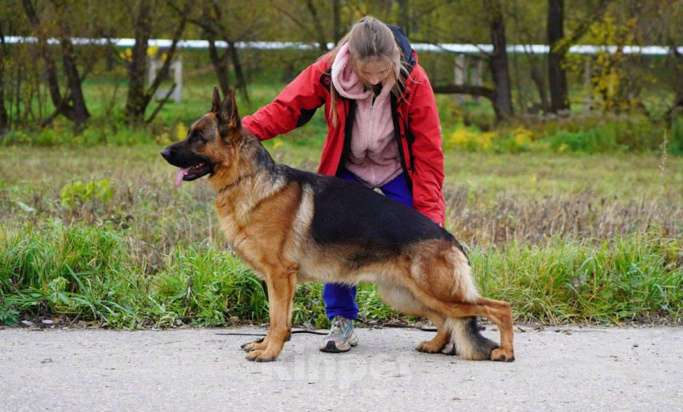 Собаки в Москве: Немецкая овчарка взрослый кобель Мальчик, 250 000 руб. - фото 1