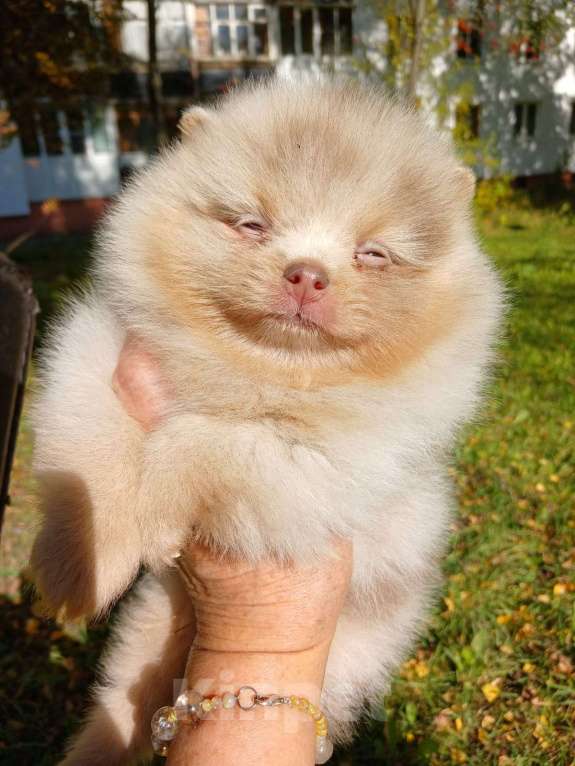 Собаки в Нижнем Новгороде: красавец лиловый мерль. глаза ГОЛУБЫЕ Мальчик, Бесплатно - фото 3